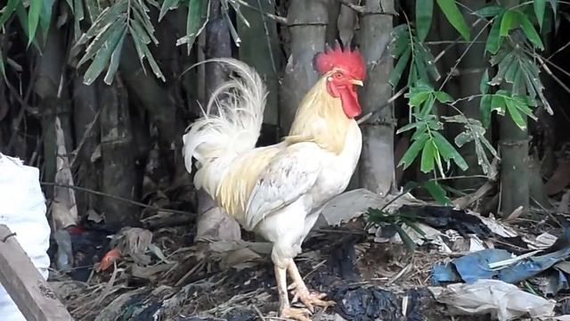 Samsung WB600 Video and Zoom Test смотреть онлайн