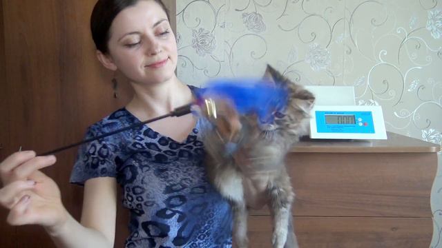ЛИРИКУМ Кулебяка Рожевна 3 месяца/ сладкая муркотунья мейн-кун смотреть онлайн
