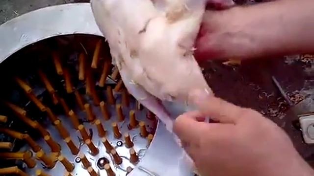 Перосъемная машина для утки смотреть онлайн