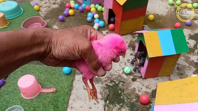 Tangkap ayam lucu, ayam warna warni, bebek, kelinci, ikan hias, marmut, hewan lucu #71 смотреть онлайн