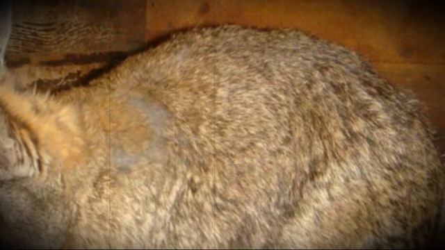 Понос — тревожный симптом проблем со здоровьем у кролика смотреть онлайн