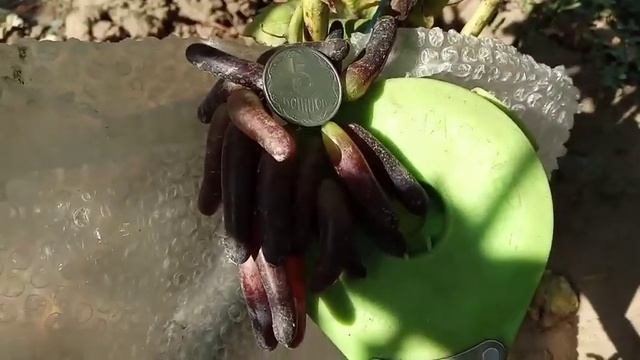 Сорт винограда Хэллоуин 25 августа виноградник Щереденкова В. А смотреть онлайн