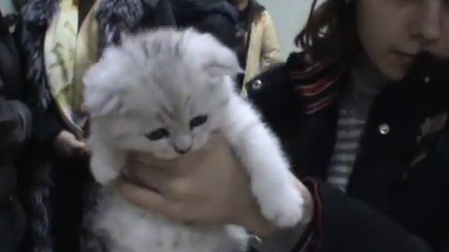 Патрик Кити Лав