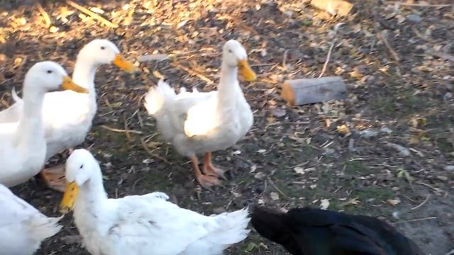 Индоутка кто ты?С чем тебя едят?Как тебя растить?Коротко о главном. смотреть онлайн