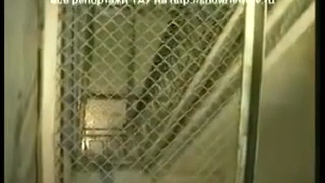 Педофила посадили на кол смотреть онлайн