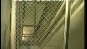 Педофила посадили на кол