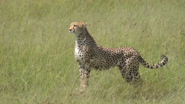 Cheetah Chase.mov смотреть онлайн