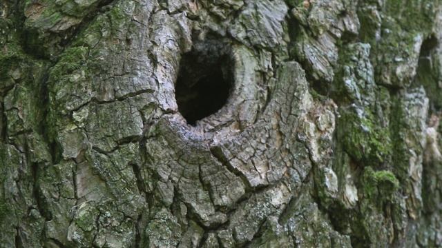 Синица Б 160527 1 в дупле Вылет синицы из дупла 2