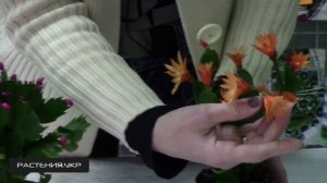 Как отличить рипсалидопсис от шлюмбергеры? / цветок декабрист