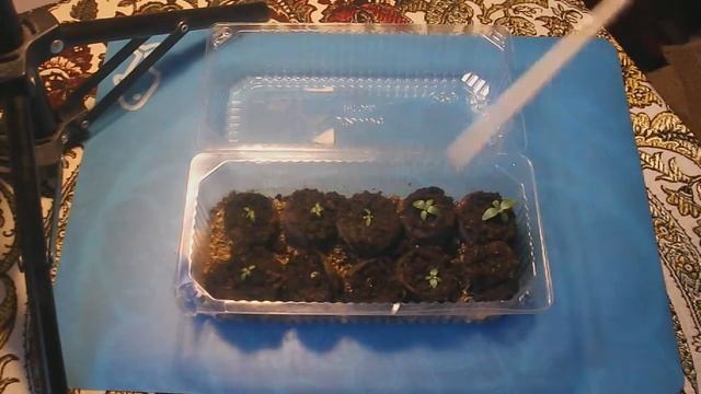 123. Мою эустому пересаживаю в стаканчики из таблеток. смотреть онлайн