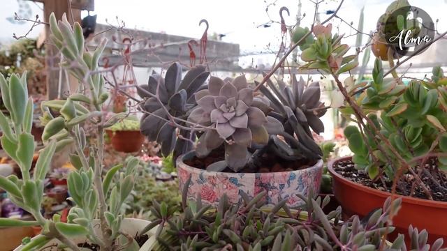 TOUR por mis SUCULENTAS, recorramos juntos MI JARDÍN смотреть онлайн