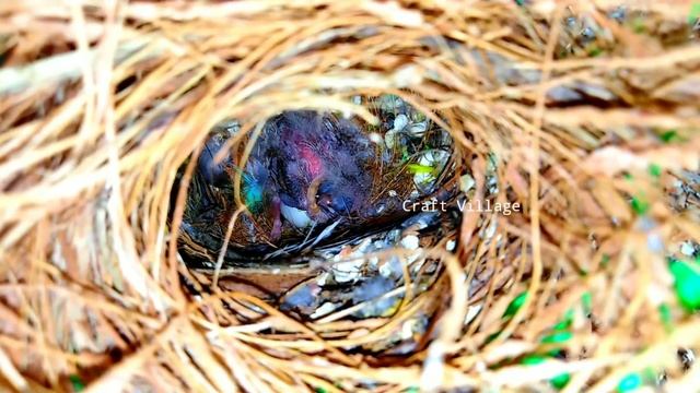 Releasing New Birds | Showing Second Birth From Our Aviary | Showing Breeding progress смотреть онлайн