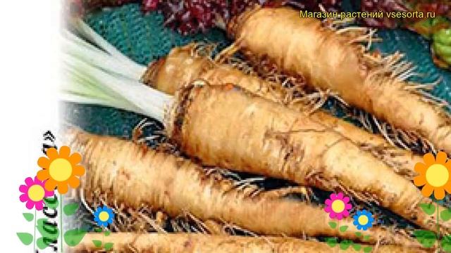 Овсяный корень Устричный корешок. Краткий обзор, описание характеристик tragopogon porrifolius смотреть онлайн