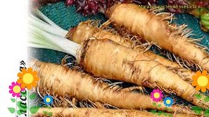 Овсяный корень Устричный корешок. Краткий обзор, описание характеристик tragopogon porrifolius