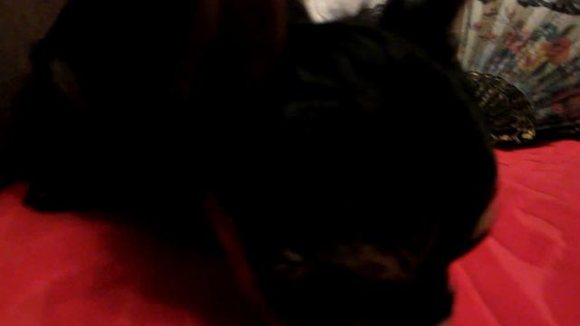 ЙОРКШИРСКИЙ ТЕРЬЕР - Делает мир светлее!