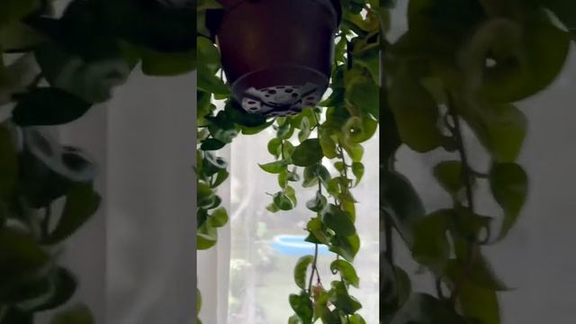 Hoya Carnosa Compacta in Bloom смотреть онлайн