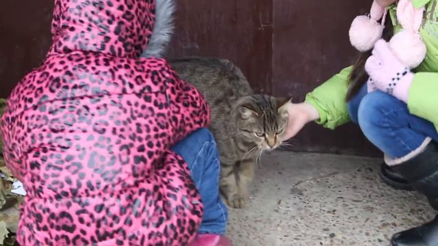 Дети напали на кошку,будьте осторожны! смотреть онлайн