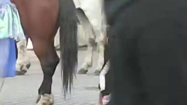 Как правильно убирать какашки за коняшкой смотреть онлайн