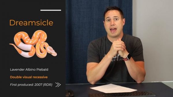 Why Are Ball Pythons SO EXPENSIVE?