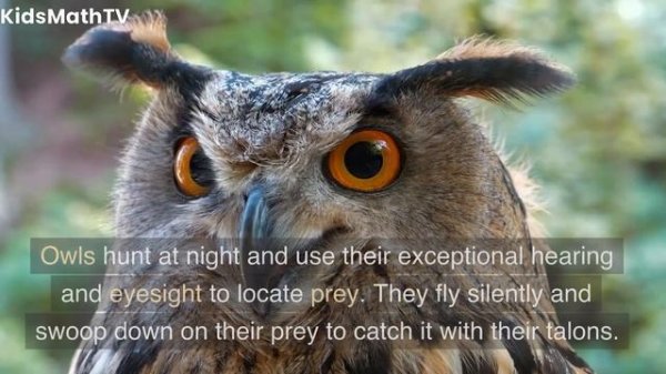 Owl Facts for Kids: Discover the Fascinating World of Owls