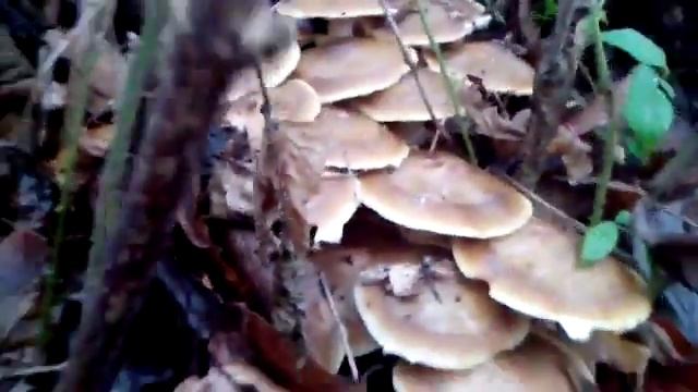 грибы 2 смотреть онлайн