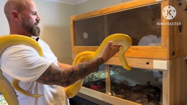Reticulated Python! Amazing Goldenchild purple albino freshly shed! смотреть онлайн