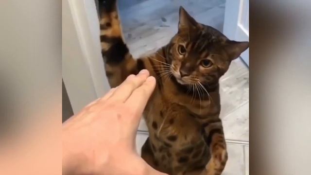 Открываю 1100 яиц «Готик-Метал» и выбиваю транспорт ? / Sweet Dance смотреть онлайн