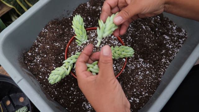 (resumen) sobre el donkey tail (sedum morganianum) que propagué hace 4 semanas смотреть онлайн