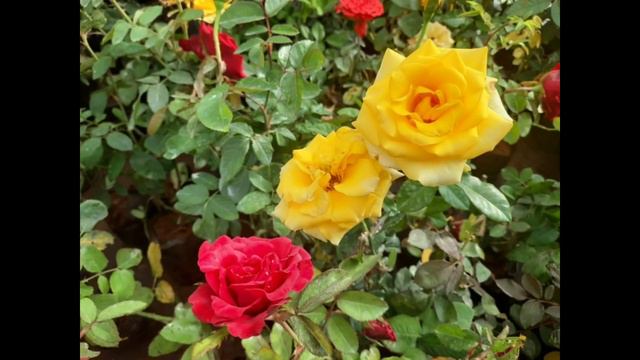 Flowering plants/10 Flowering plant names and their complete care/Salu koshy/Hanging plants/Garden/ смотреть онлайн