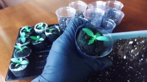 Эустома подросла!??Первая пикировка эустомы! Когда пикировать? Пересадка из торфяных таблеток.