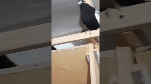 Голуби свердловские высоколетные из питомника Наумыча