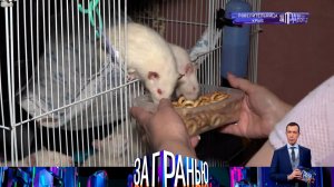 «За гранью»: «Повелительница крыс» | Выпуск от 24 августа 2022 года