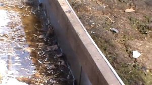 Фундамент под теплицу, третий сезон...