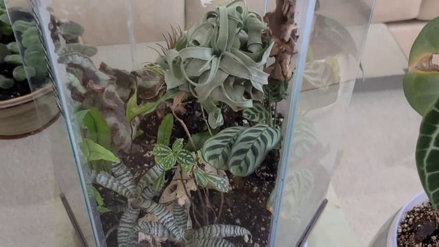 كل يوم نبتة الحلقة - 19 نبات الألومنيوم One plant a day - Pilea cadierei plant смотреть онлайн