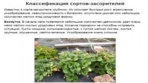 Мужские и женские кусты клубники. Существуют или нет? Как отличить?