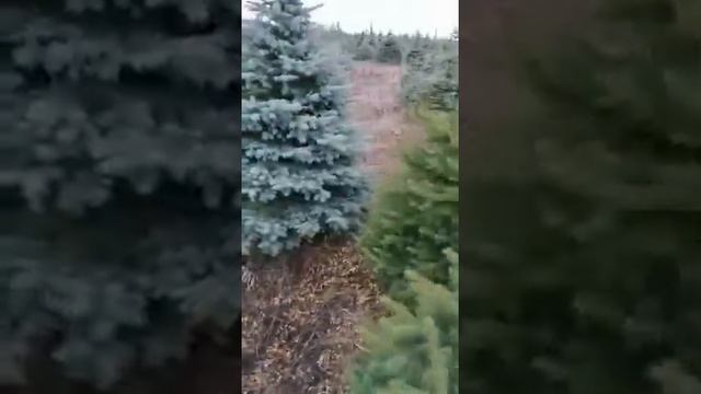 Ель Голубая Экстра Глаука смотреть онлайн