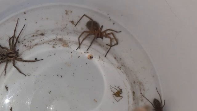 tegenaria domestica vs agelena labyrinthica смотреть онлайн