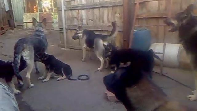 Харьков,щенки Вео в продаже(17-05-2018) смотреть онлайн