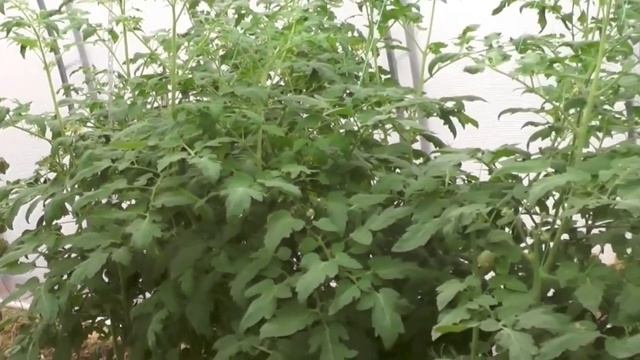 Помидоры в теплице зимой, #сад #огород #дача смотреть онлайн