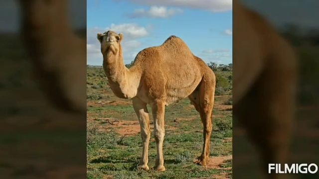 Seven Continents Part 8 ( Australia Continent)