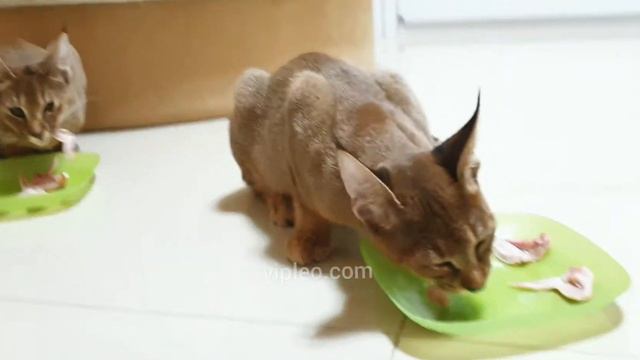 Каракеты Ф1 кушают перепелку, возраст 4 месяца. Caracat F1 They Eat Quails At 4 Months.