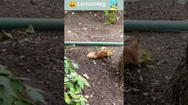 ?️ Ботанический сад. Белочка кушает лещину.?️? Смешное видео про белочку ??️ смотреть онлайн
