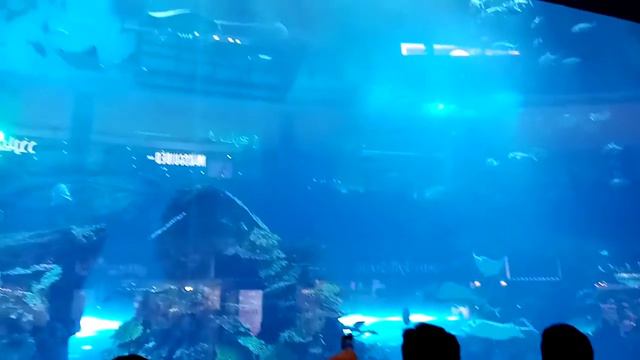 Dubai mall aquarium,Дубай молл аквариум смотреть онлайн
