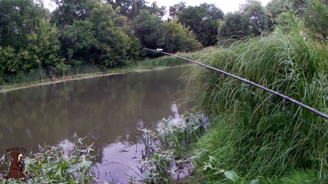 Летние рыбалки на реке с берега на донки. Как рыбачить на кузнечика! смотреть онлайн