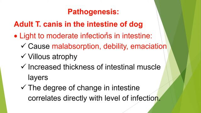 Toxocariasis in dog Part 2 смотреть онлайн
