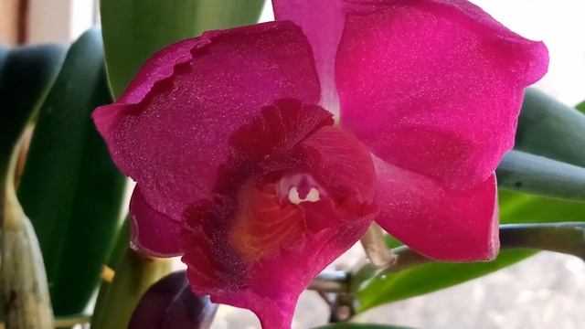 Cattleya labiata rubra . Первое, шикарное домашнее цветение. Содержание. Описание. смотреть онлайн