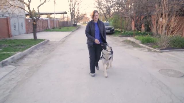 Дрессировка собак. Почему собака тянет. Как гулять на провисшем поводке. смотреть онлайн