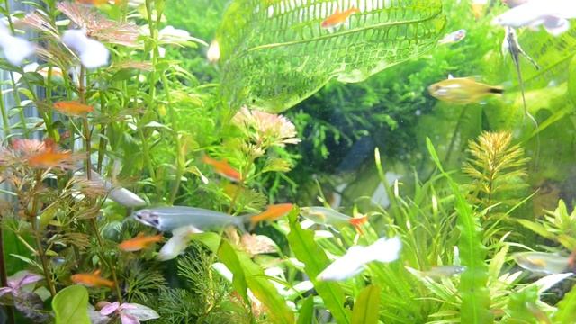 Тетра Аманды, стеклянные сомы, апистограммы 26.02.19. Наличие в Зоомагазине СКАТ "Севастополь" смотреть онлайн