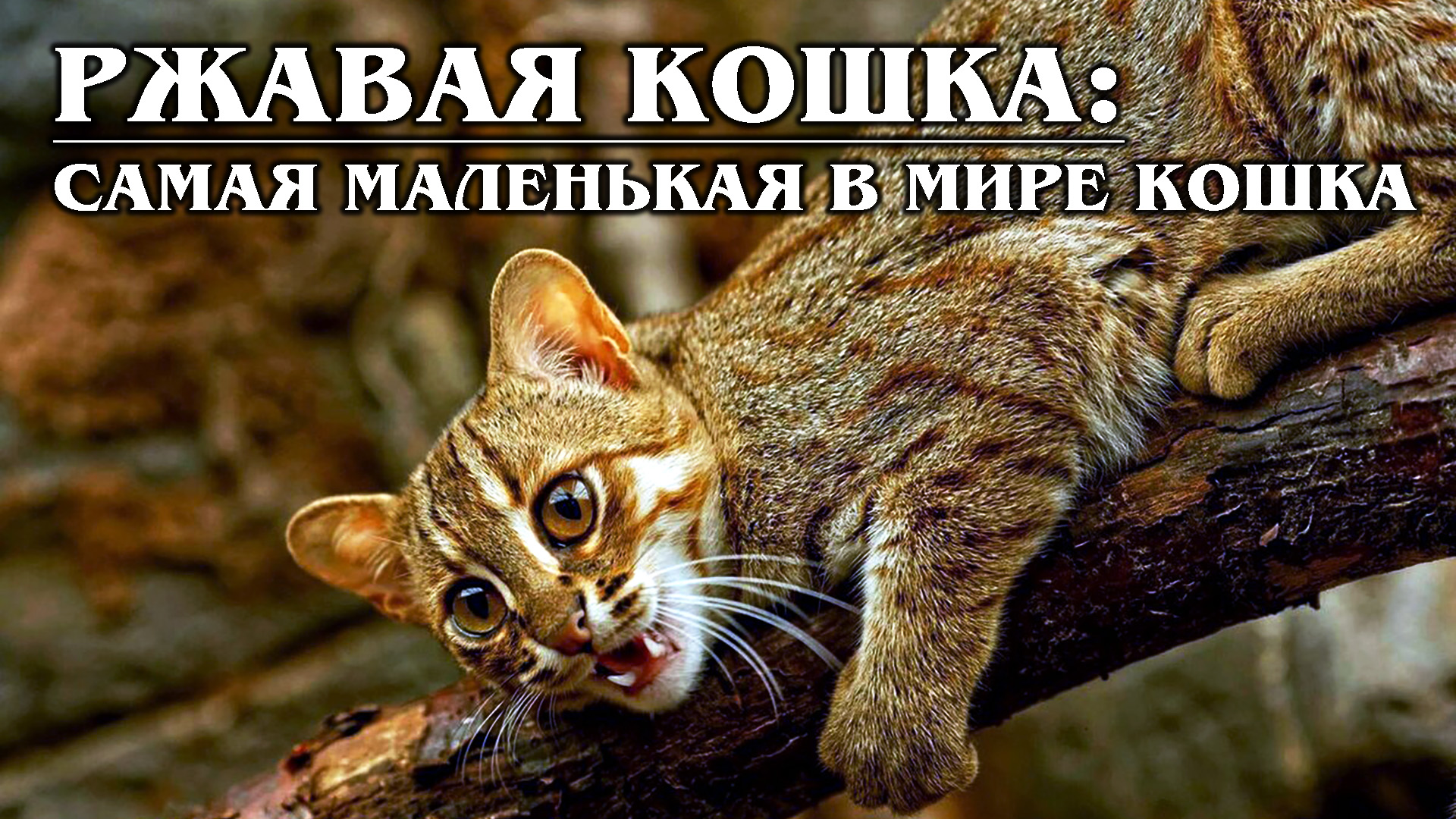 РЖАВАЯ КОШКА: Редкая и самая маленькая родственница бенгальской кошки | Интересные факты про кошек смотреть онлайн