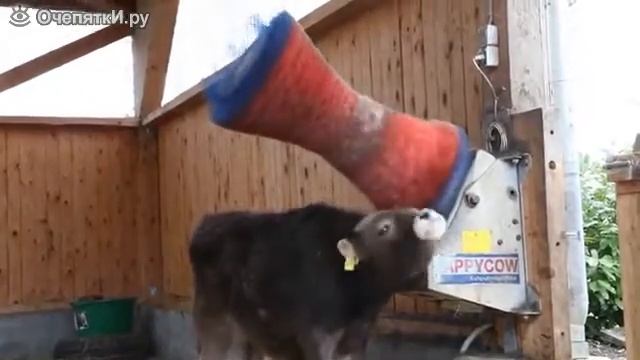 Чесалка для бычка смотреть онлайн
